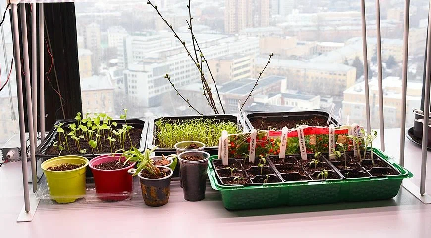 «Огород на подоконнике»: как вырастить свежие овощи и зелень в квартире