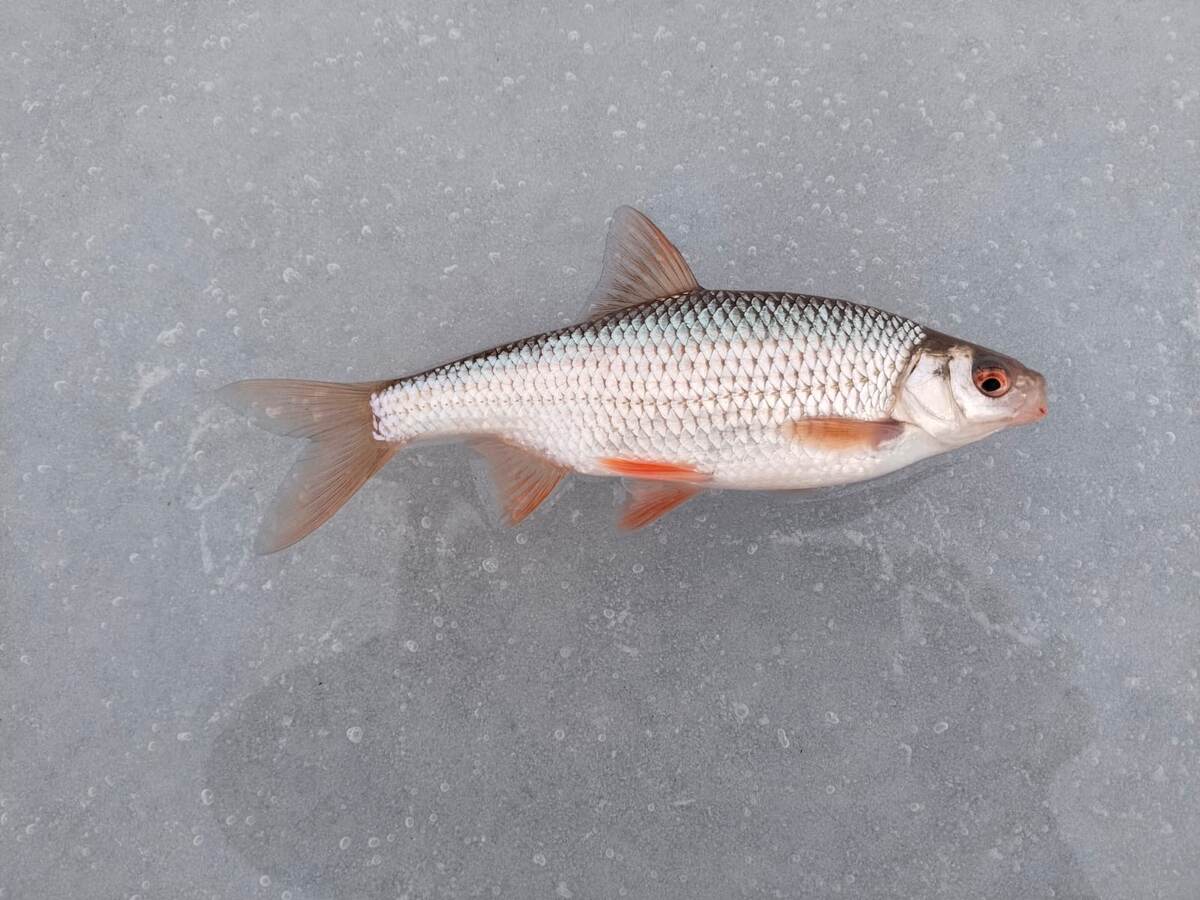 Плотва, Озернинское водохранилище