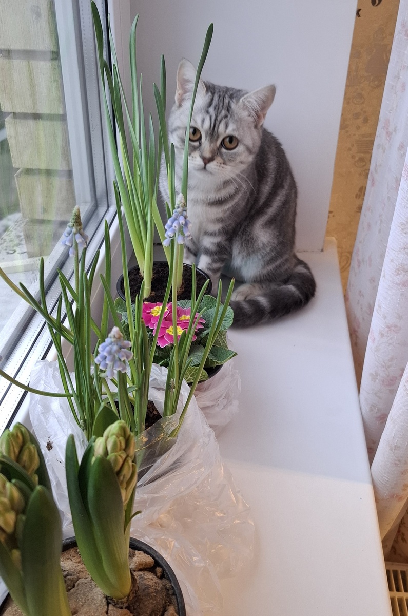 Не согласна с подписчицей, что нормально тренеру брать больше на 30 % после курсов. Хотя, может, это мои когнитивные искажения, основанные на нарушении справедливости и обмане. Но вот если на рынке помидоры стоят по-разному, я понимаю. Но не путаем профессионализм с помидорами. 