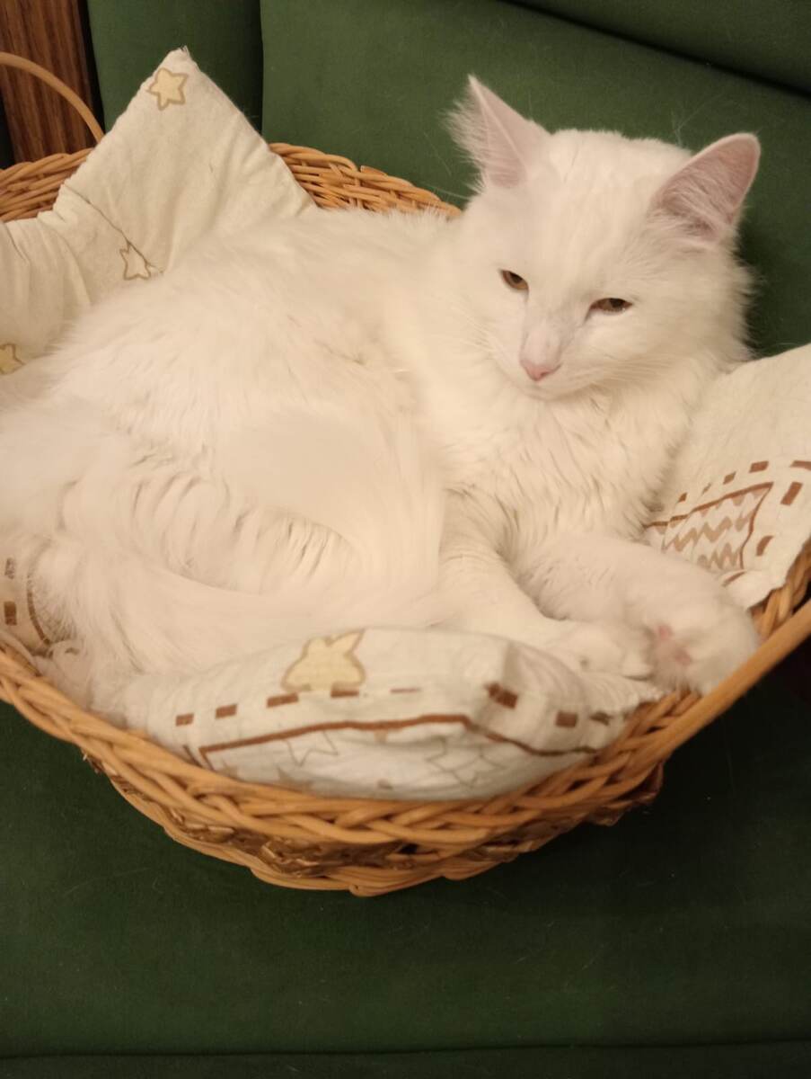 Кот Беляш