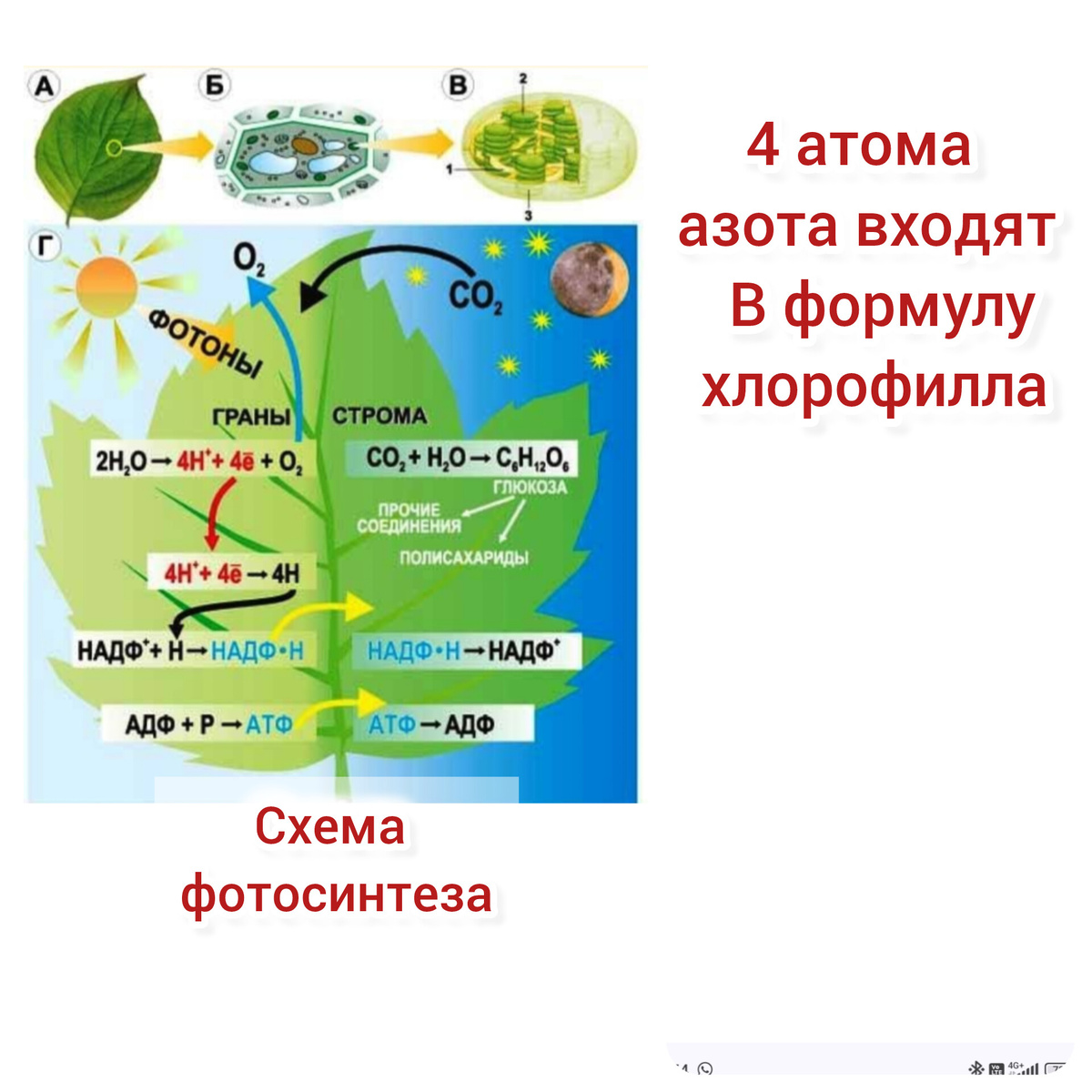Схема фотосинтеза