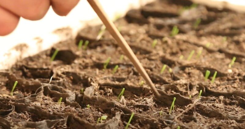 Сажаем по лунному календарю