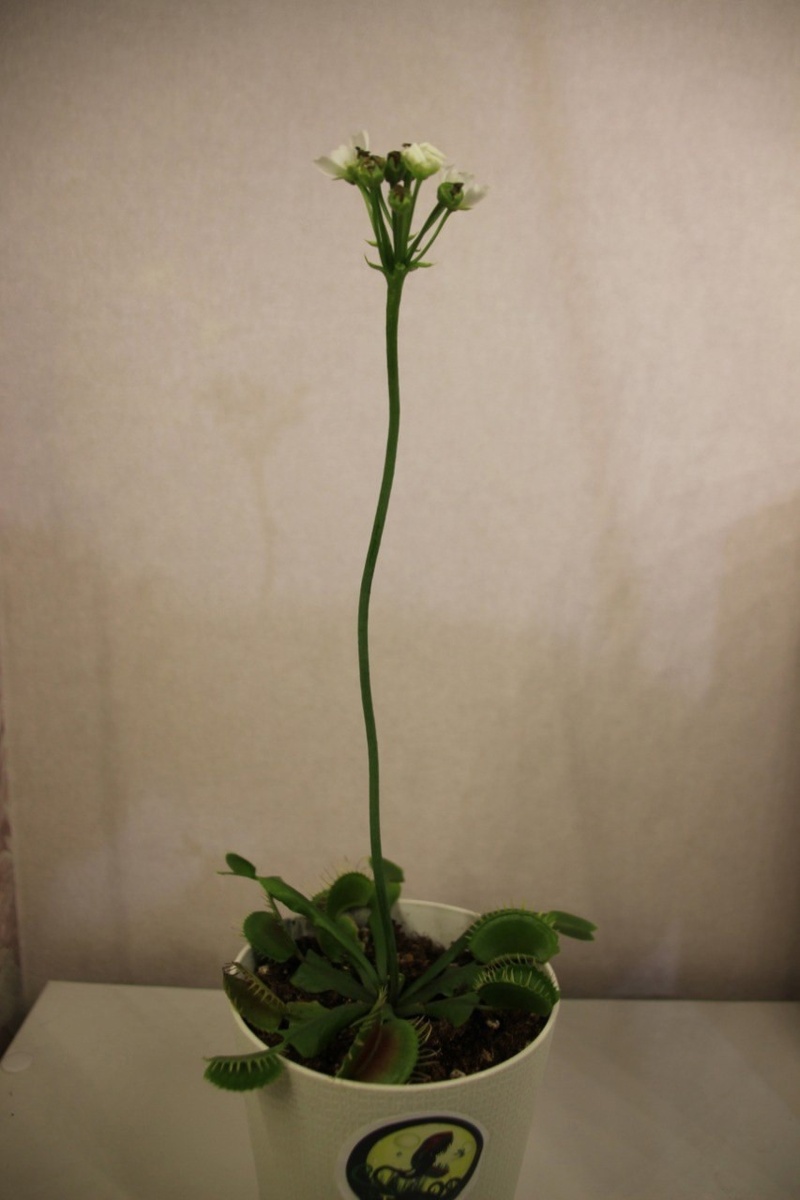 Цветущая в горшочной культуре венерина мухоловка