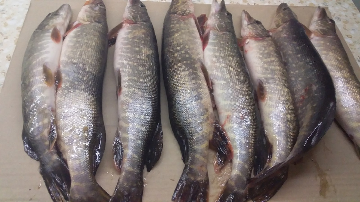 Только половина улова :)