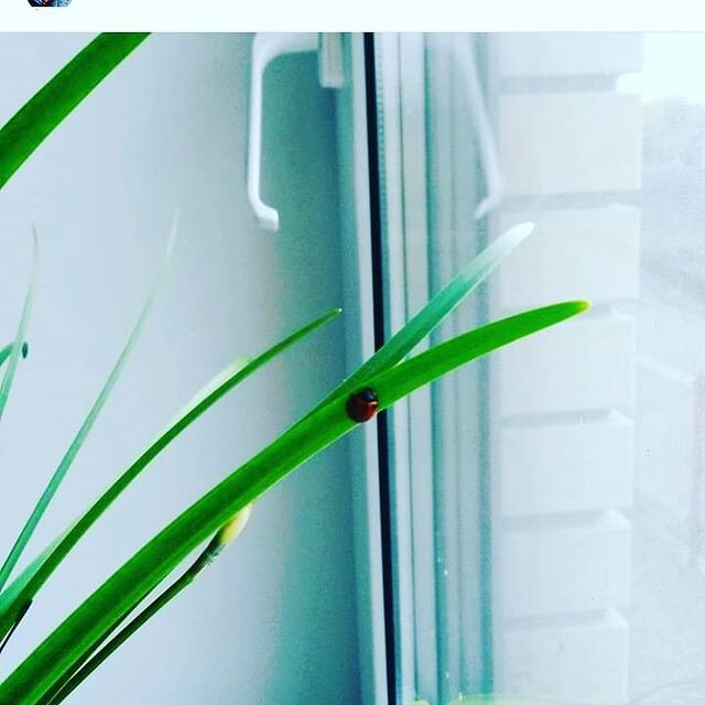 Это у нас на выскочке проснулась божья коровка...откуда?