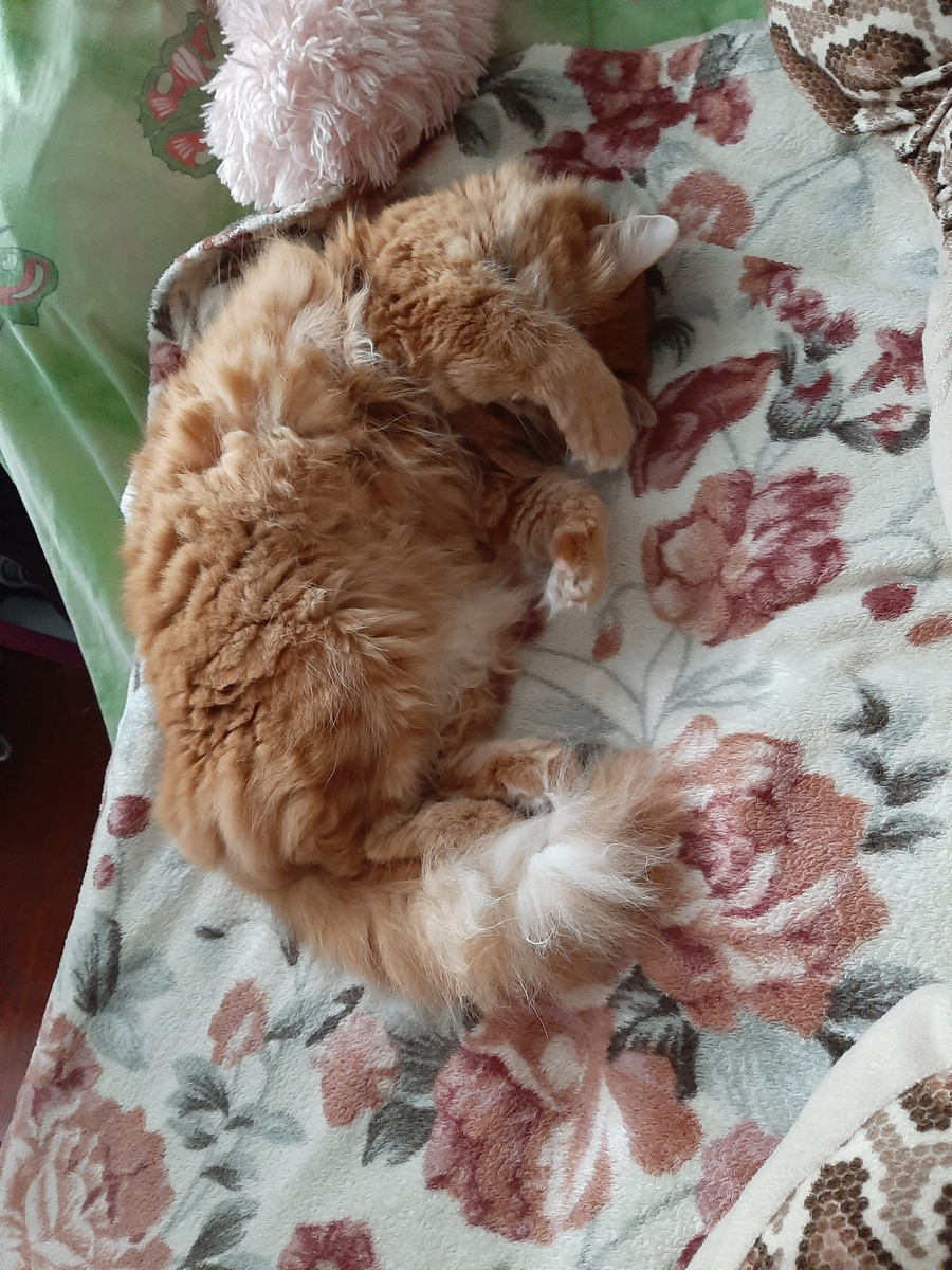 рука-лицо просто от некоторых комментариев 