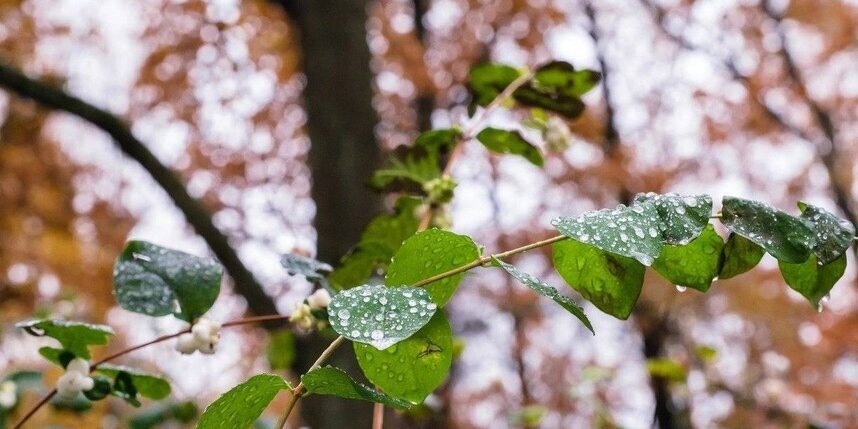    Алёна Борович