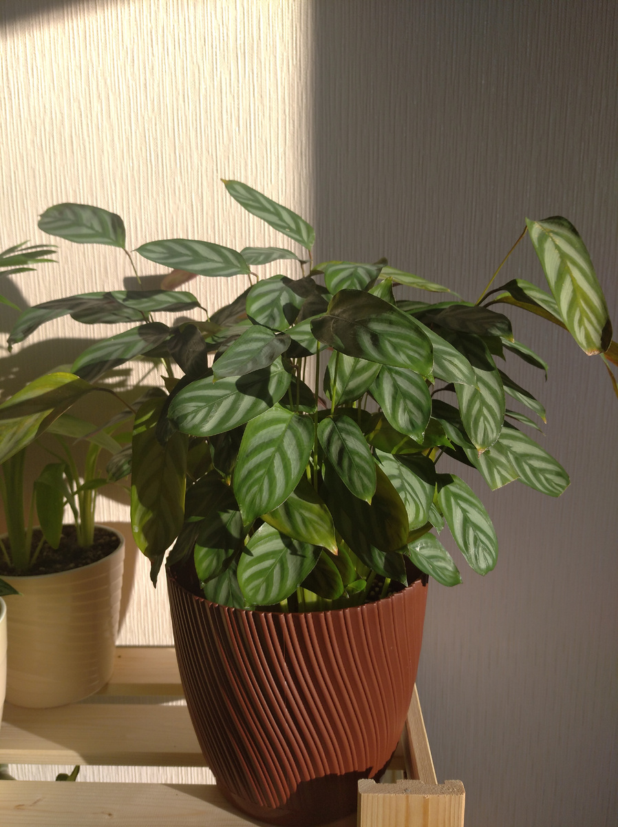 Фото автора.Ктенанта Оппенгейма (Ctenanthe oppenheimiana)