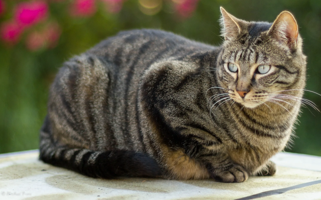 В отличие от большинства современных пород, европейская короткошерстная кошка не была выведена искусственно. Её внешний вид, повадки и крепкое здоровье сформировались исключительно благодаря естественному отбору. Это одна из немногих пород, которая сохранилась в первозданном виде без вмешательства человека, что делает её уникальной среди домашних кошек.