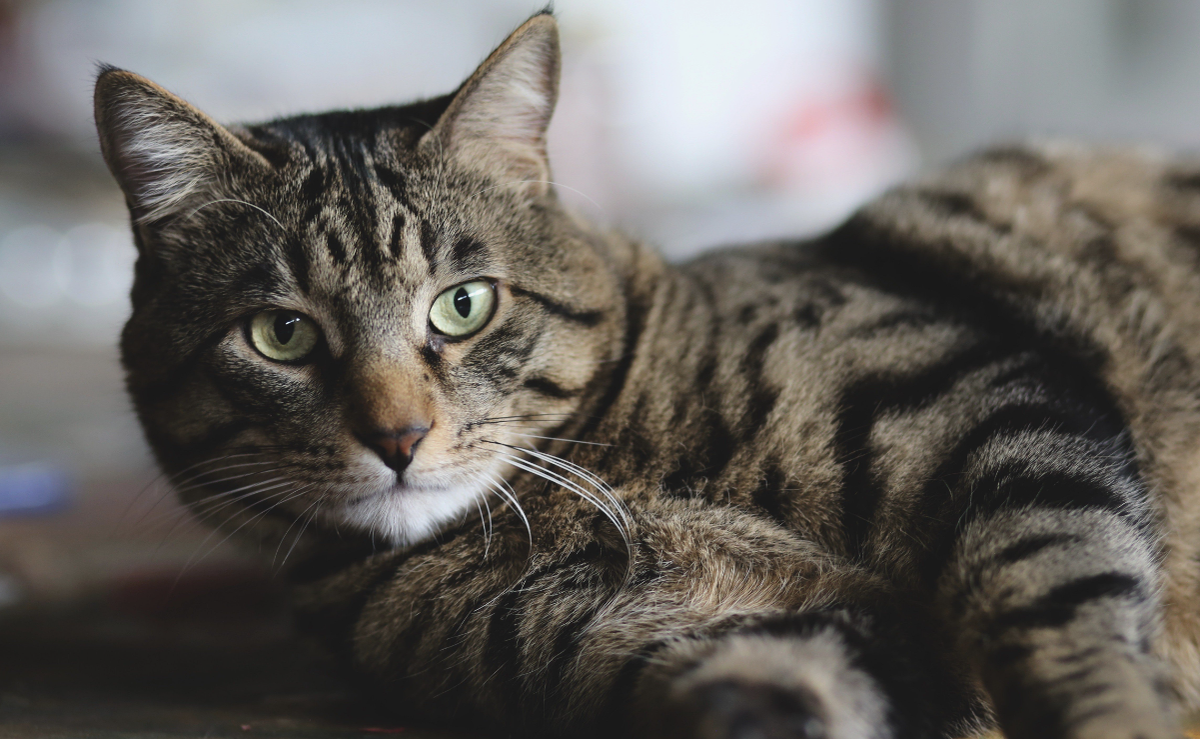 Эти кошки изначально сопровождали людей во время дальних морских путешествий. Они жили на кораблях, защищая запасы продовольствия от грызунов. Именно благодаря морякам европейская короткошерстная распространилась по всему континенту, став одной из самых известных и многочисленных пород Европы.