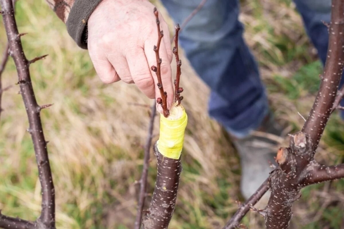    Получится даже у новичка.