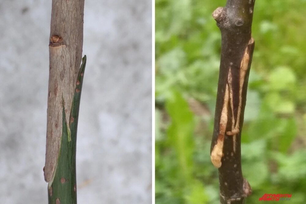    Прививка вприклад (рисунок 1). Фото:  АиФ/ Михаил Воробьёв