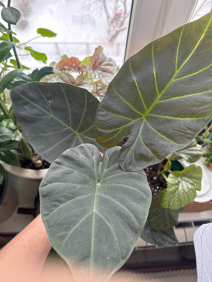 Регал-Шилдс