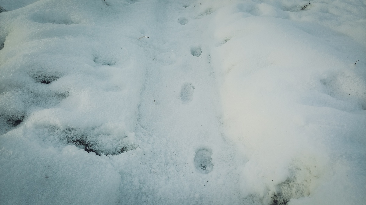     Источник: 1MI