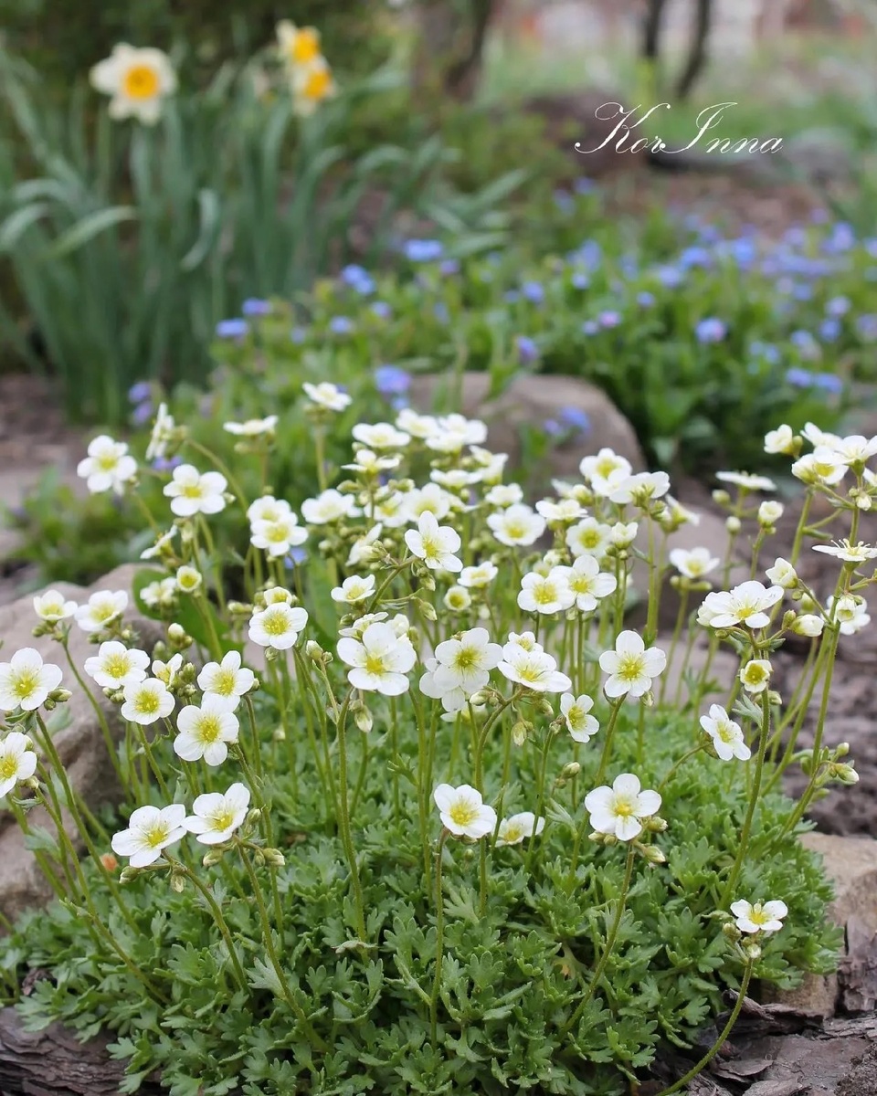 Камнеломка Арендса