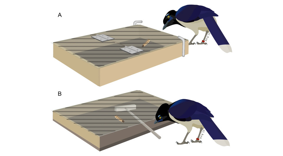   Jimena Lois-Milevicich et al. / Animal Cognition, 2024