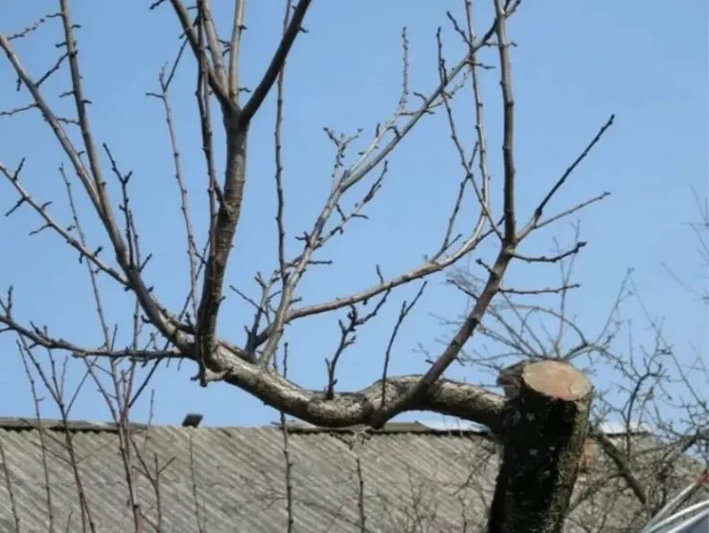 Фото: Telegram, «Дача и огород»