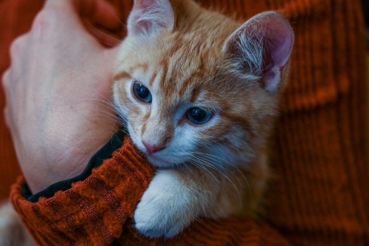 В каком возрасте лучше брать котёнка