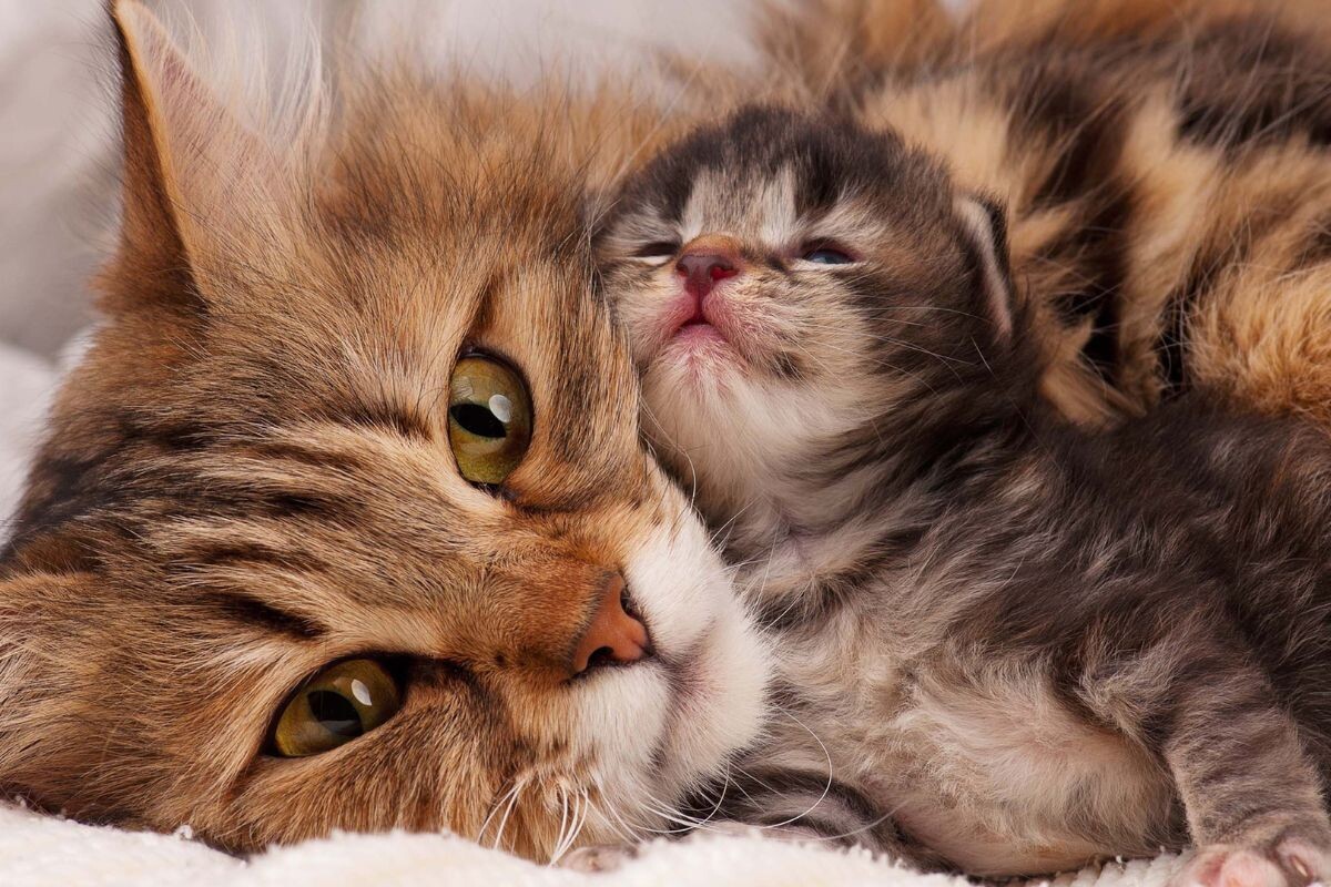 Кошка с котёнком 