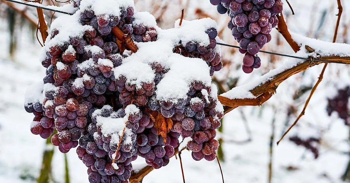 фото из интернета