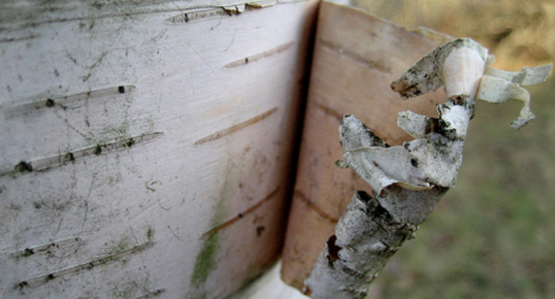 Благо березовую кору можно найти легк