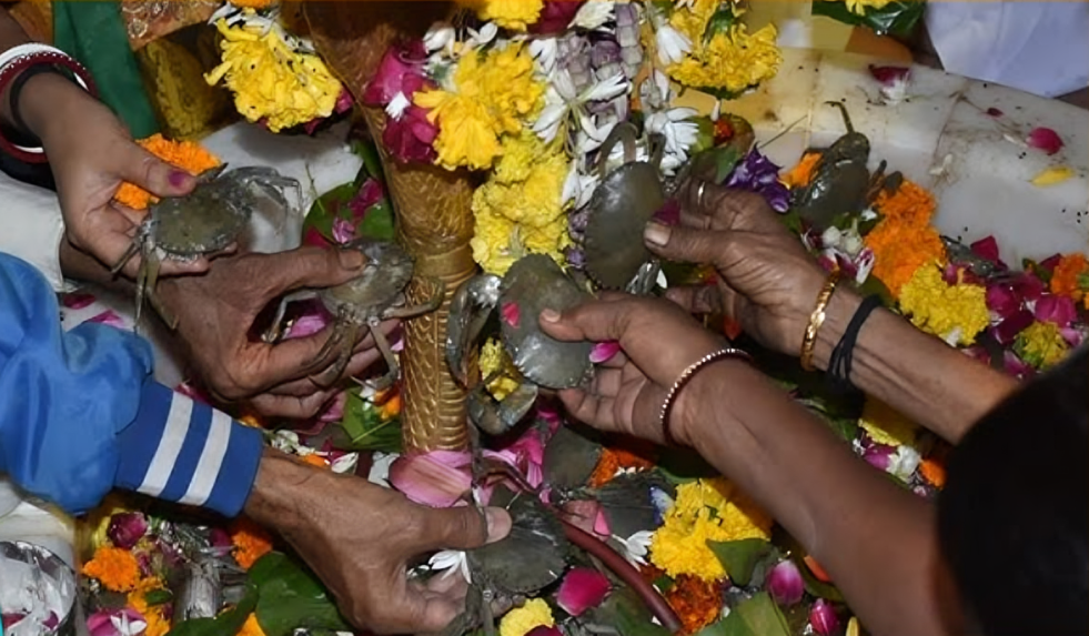 Абхишека крабами