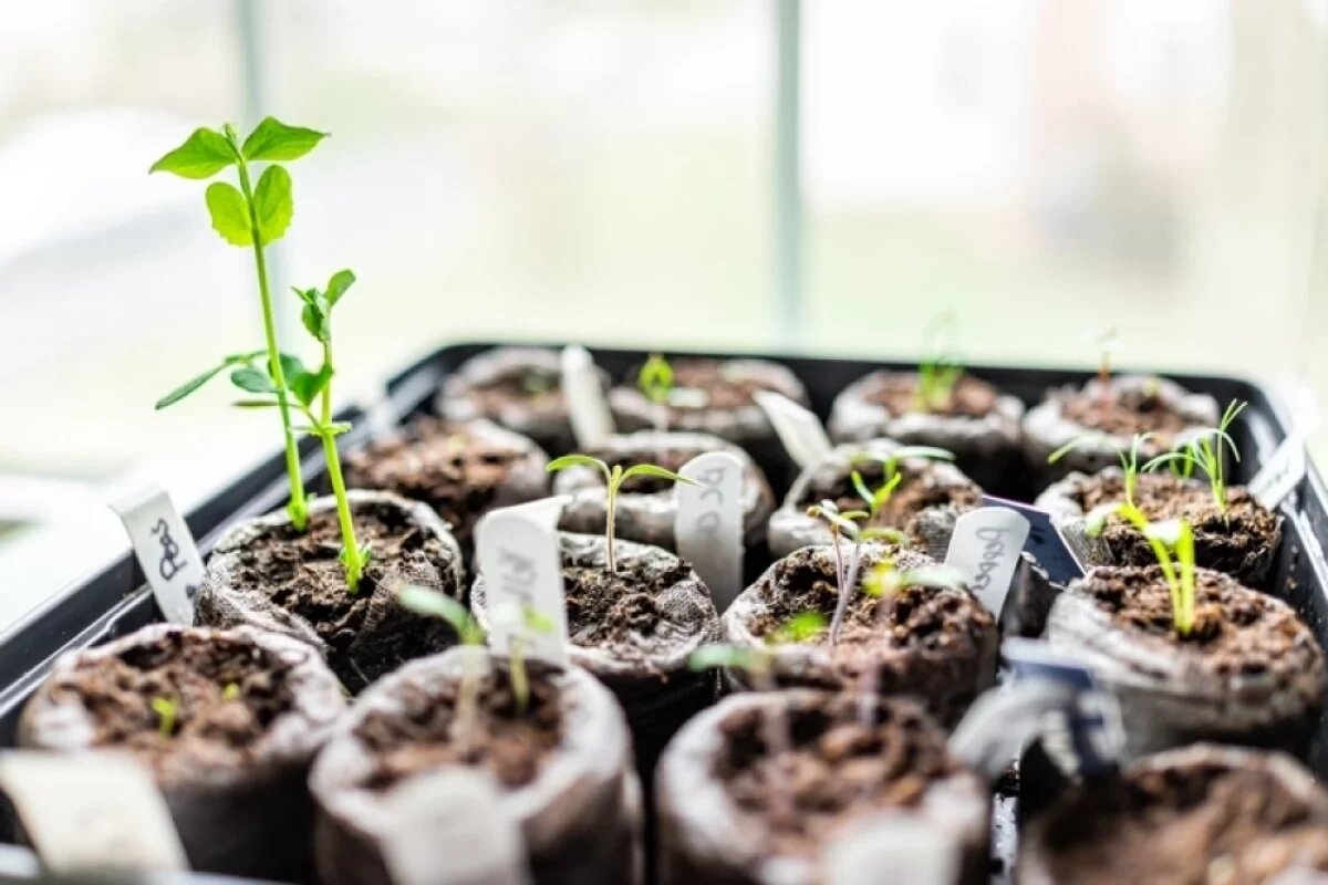    Агронома не проведешь.