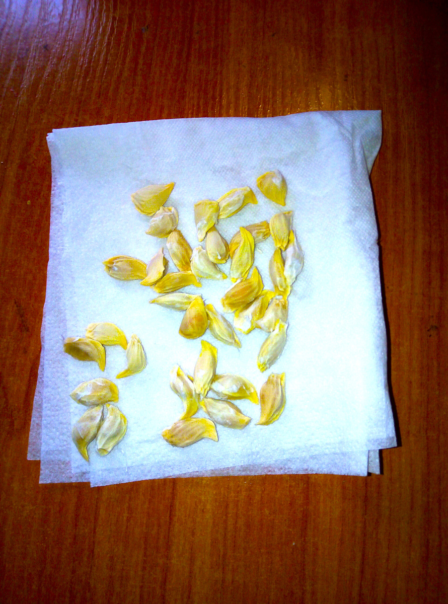 Фото автора.Косточки не повреждены, просто я не до конца их очистила от салфетки.