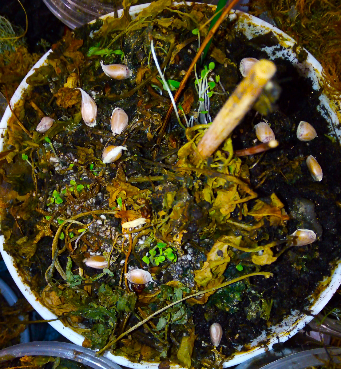 Фото автора. Это всего лишь проросшие семена чиа (Salvia hispanica), или испанского шалфея.