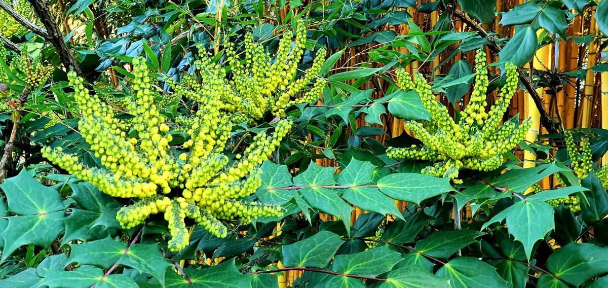    Фото: пресс-служба дендропарка «Южные культуры»