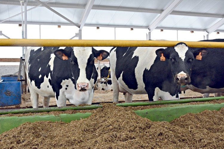    Что такое капексы в животноводстве - пример Челябинской области