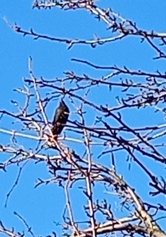 Первый скворец прилетел 29.01.2025г.