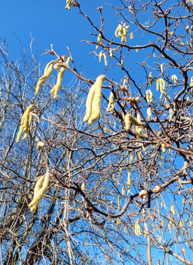 Фундук зацвел