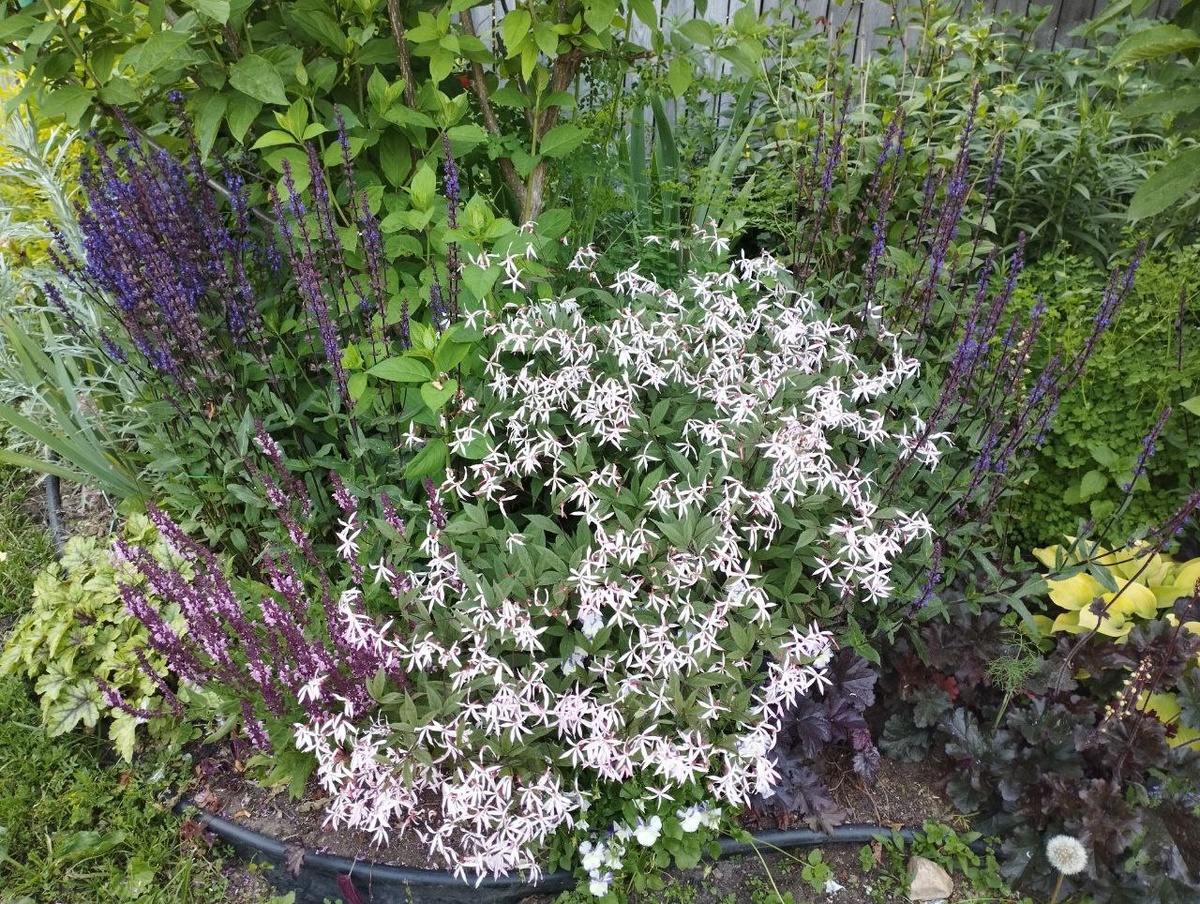 Наша композиция