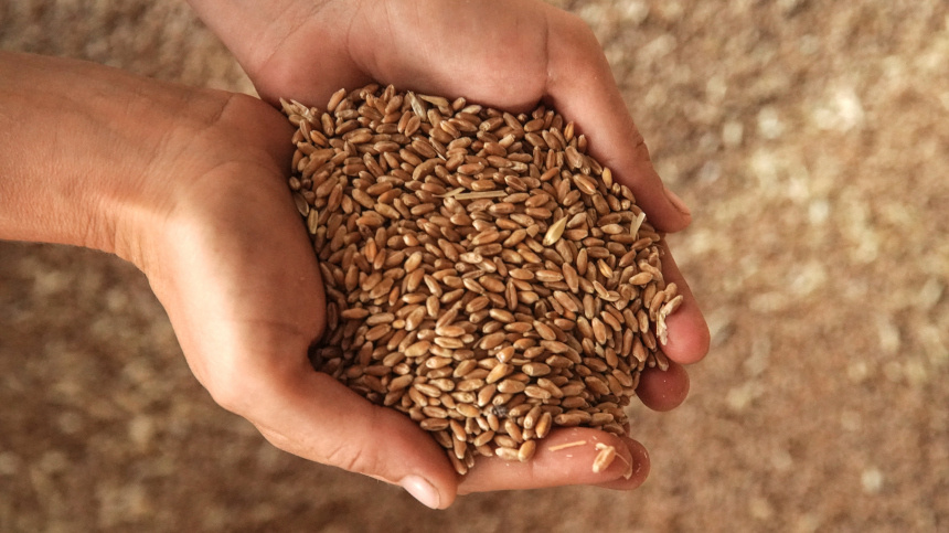    Фото: ИЗВЕСТИЯ/Эдуард Корниенко; 5-tv.ru