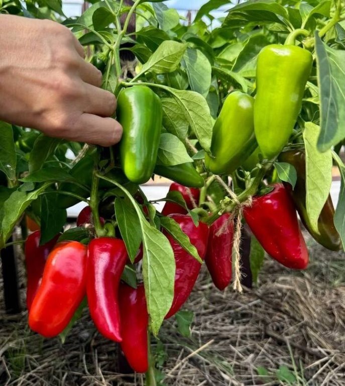 Без качественных семян такую красоту не повторить