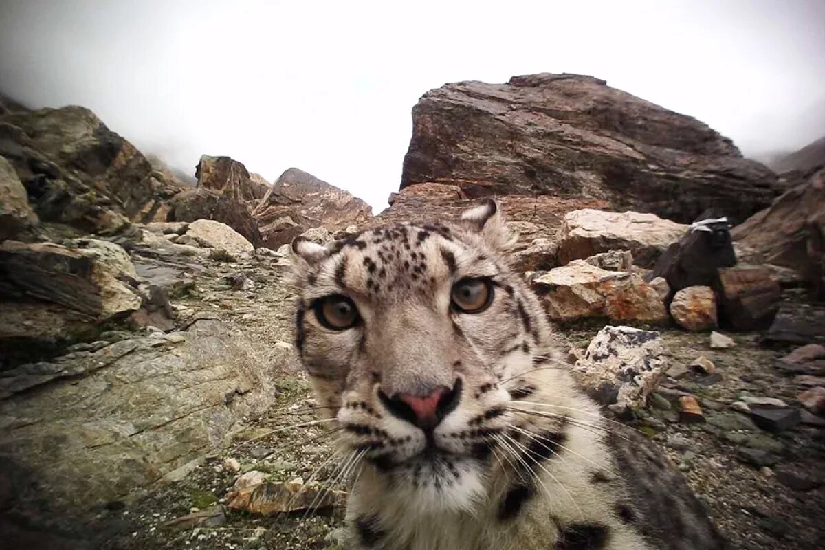    Крупного самца снежного барса встретили на Алтае