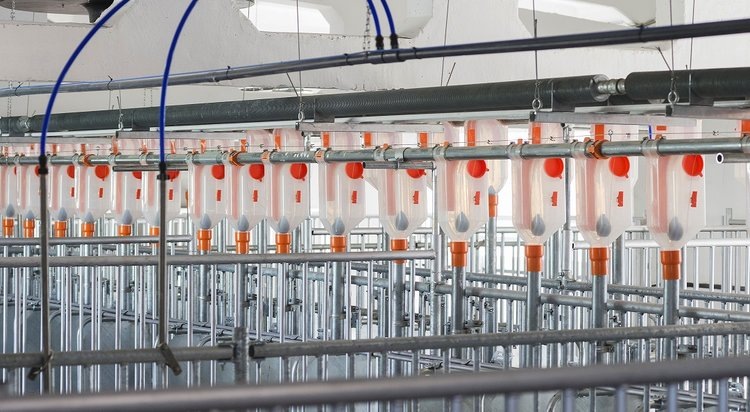    Высокотехнологичное свиноводство «Омского бекона»