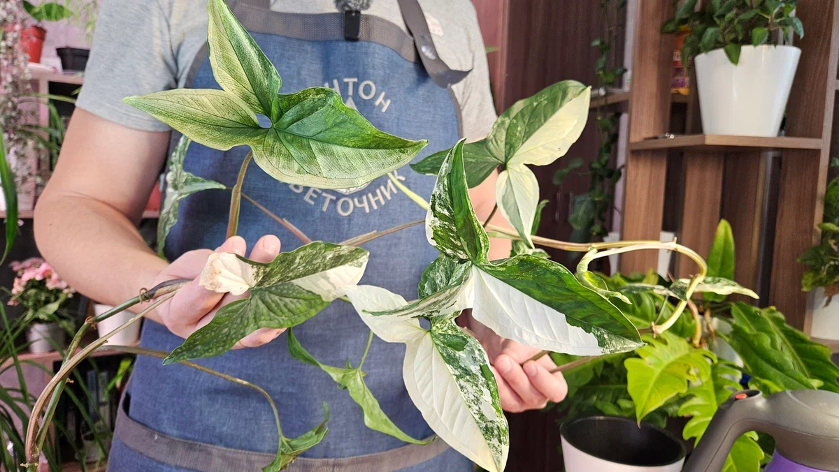 Ну вы посомтрите просто, какая красивая окраска листьев