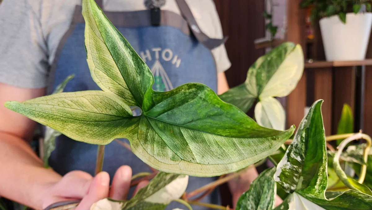 Если освещение будет недостаточно ярким, могут появляться вот такие листья, но, согласитесь, они тоже красивые!