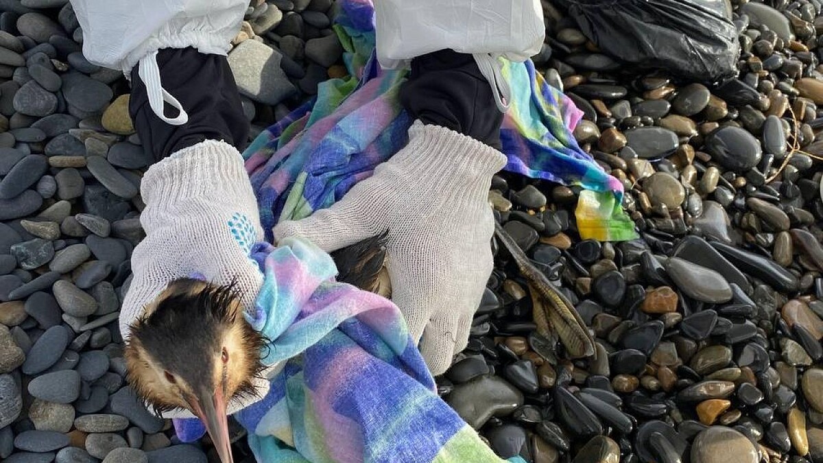    Фото: телеканал «Краснодар»