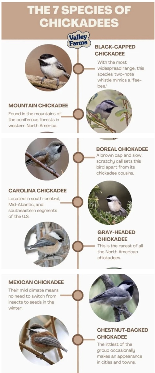 Семерка американских гаичек