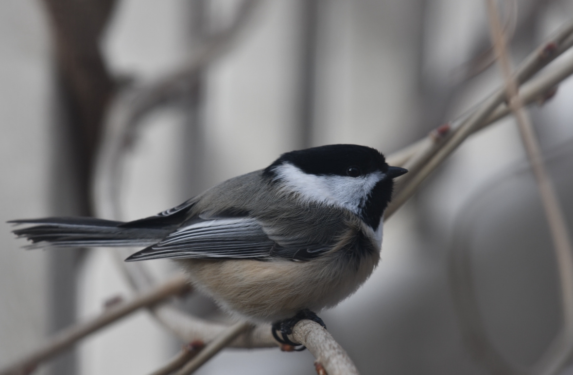 Черношапочная гаичка (фото автора)