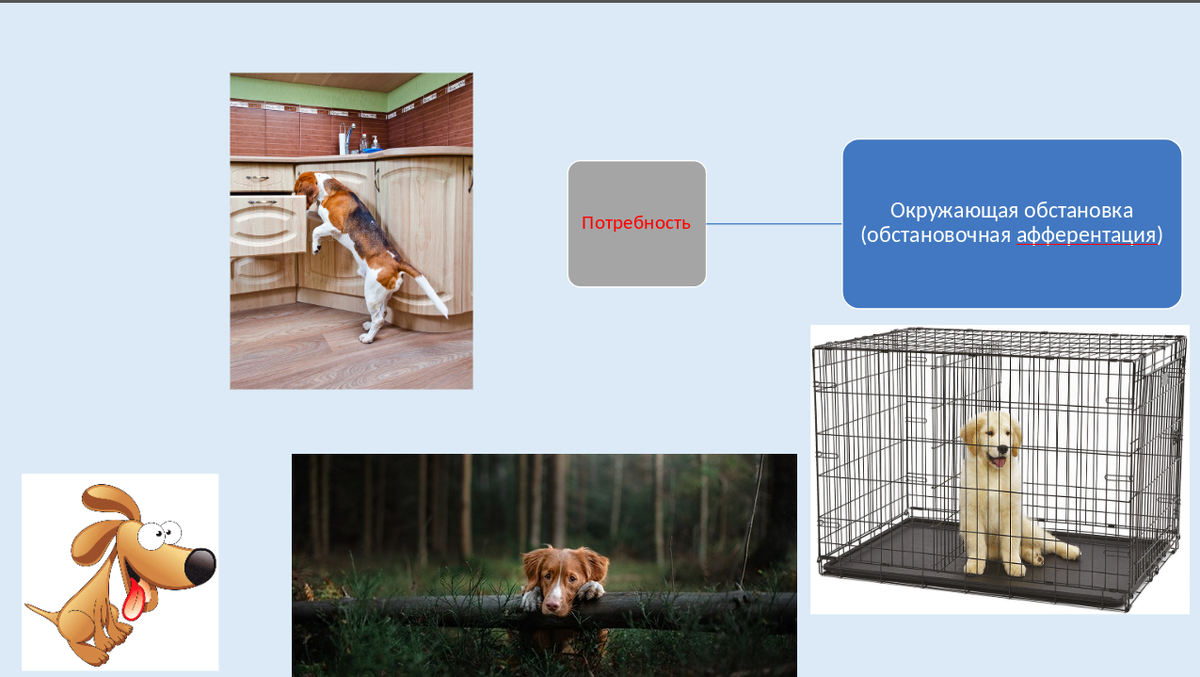 Слайд из лекции золотого преподавателя В.В. Гриценко по теоретическим основам дрессировки.