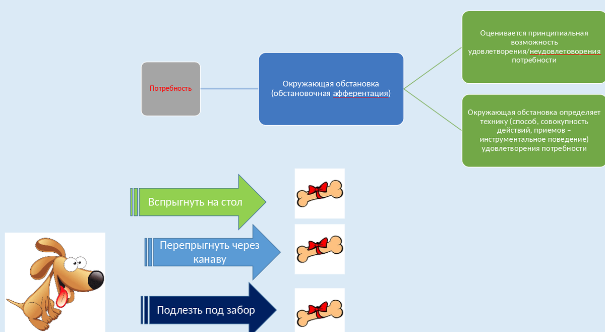 Слайд из лекции золотого преподавателя В.В. Гриценко по теоретическим основам дрессировки.