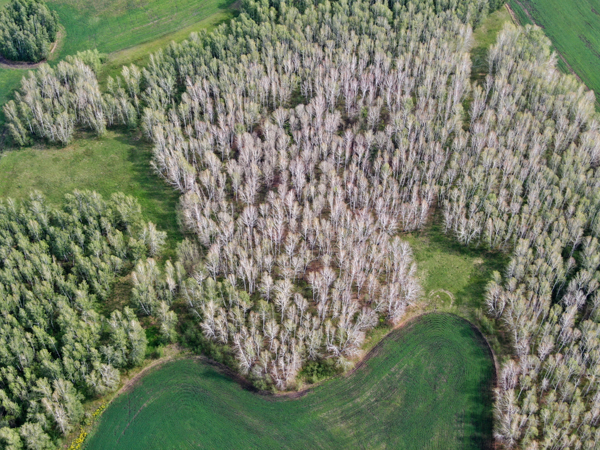 Лес, пораженный непарным шелкопрядом. Источник: Антон Ковалев