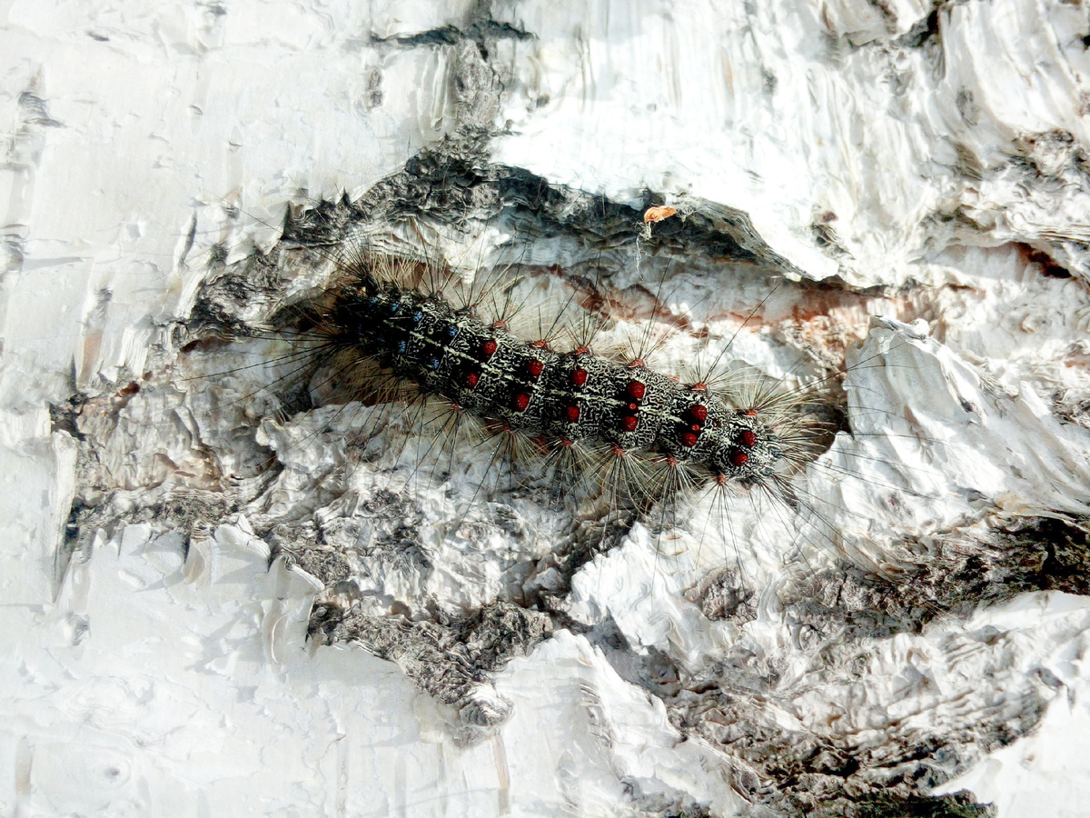 Гусеница непарного шелкопряда. Источник: Вячеслав Мартемьянов