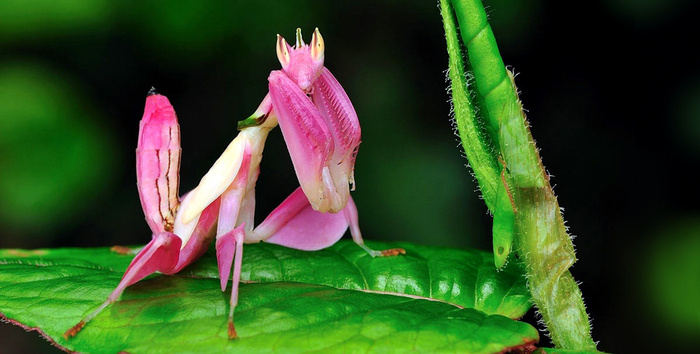 Ты думал я хлеб? Нет, я нехлеб, я котик!
