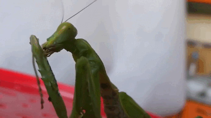 Ну допустим "мяу"