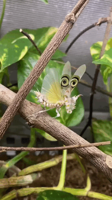 Ну Трамп, ну отстань!